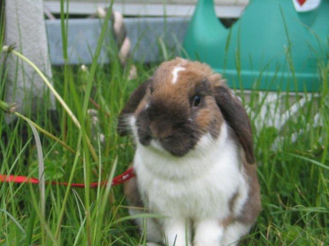Kanin Buller billede 3