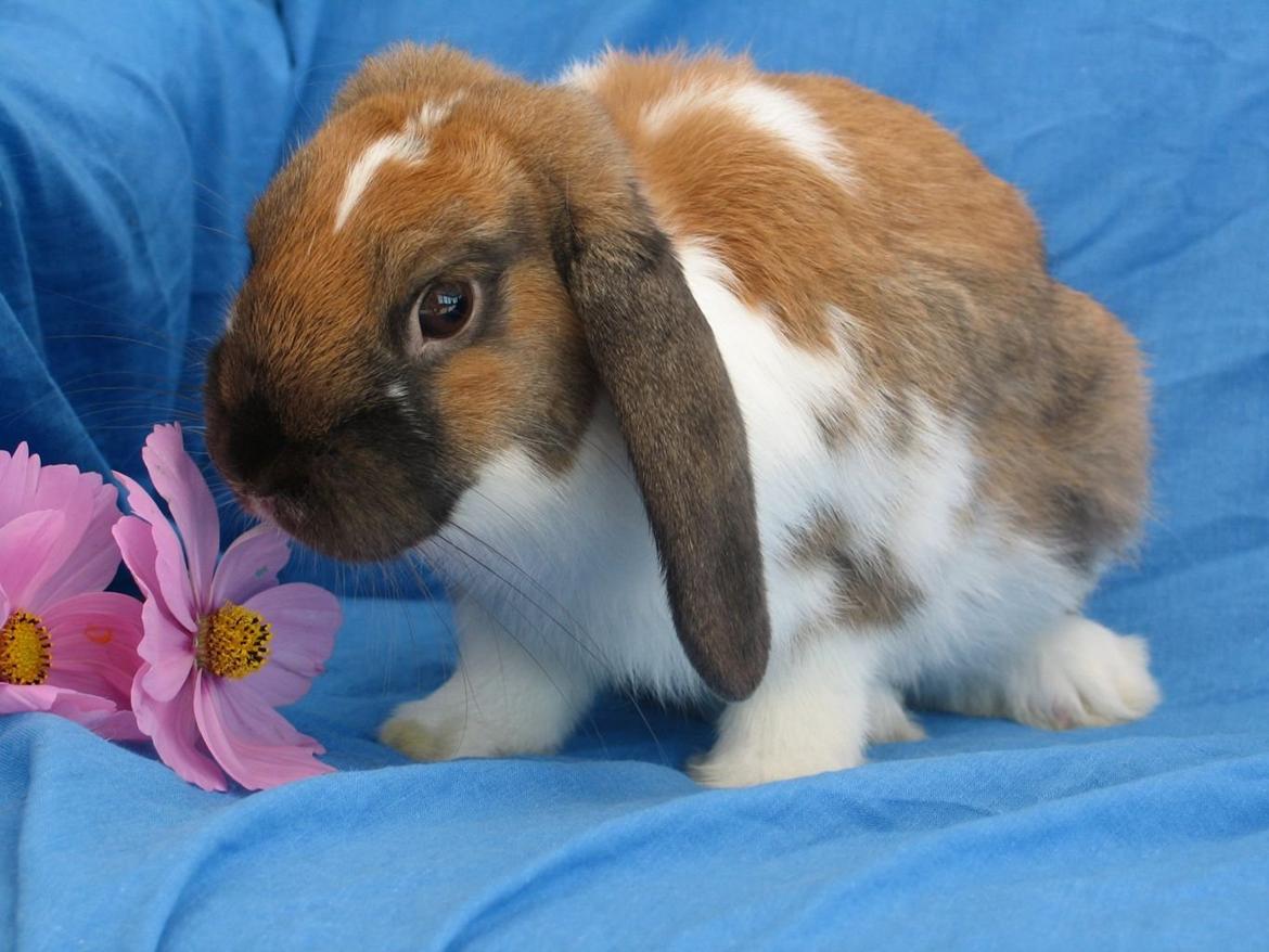 Kanin Buller billede 4