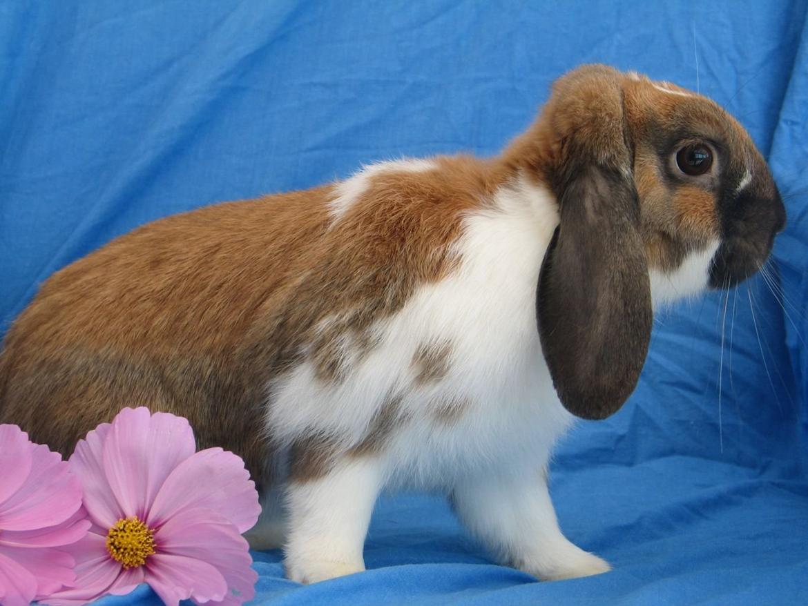 Kanin Buller billede 5