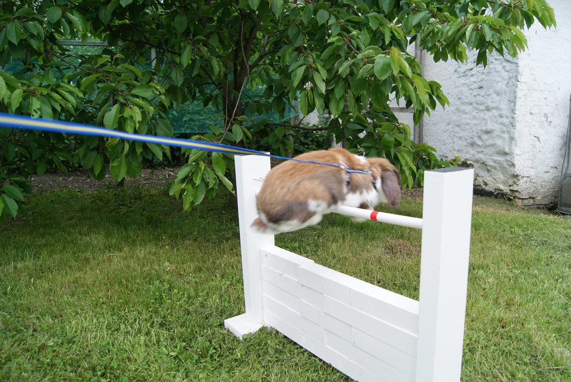 Kanin Buller billede 6