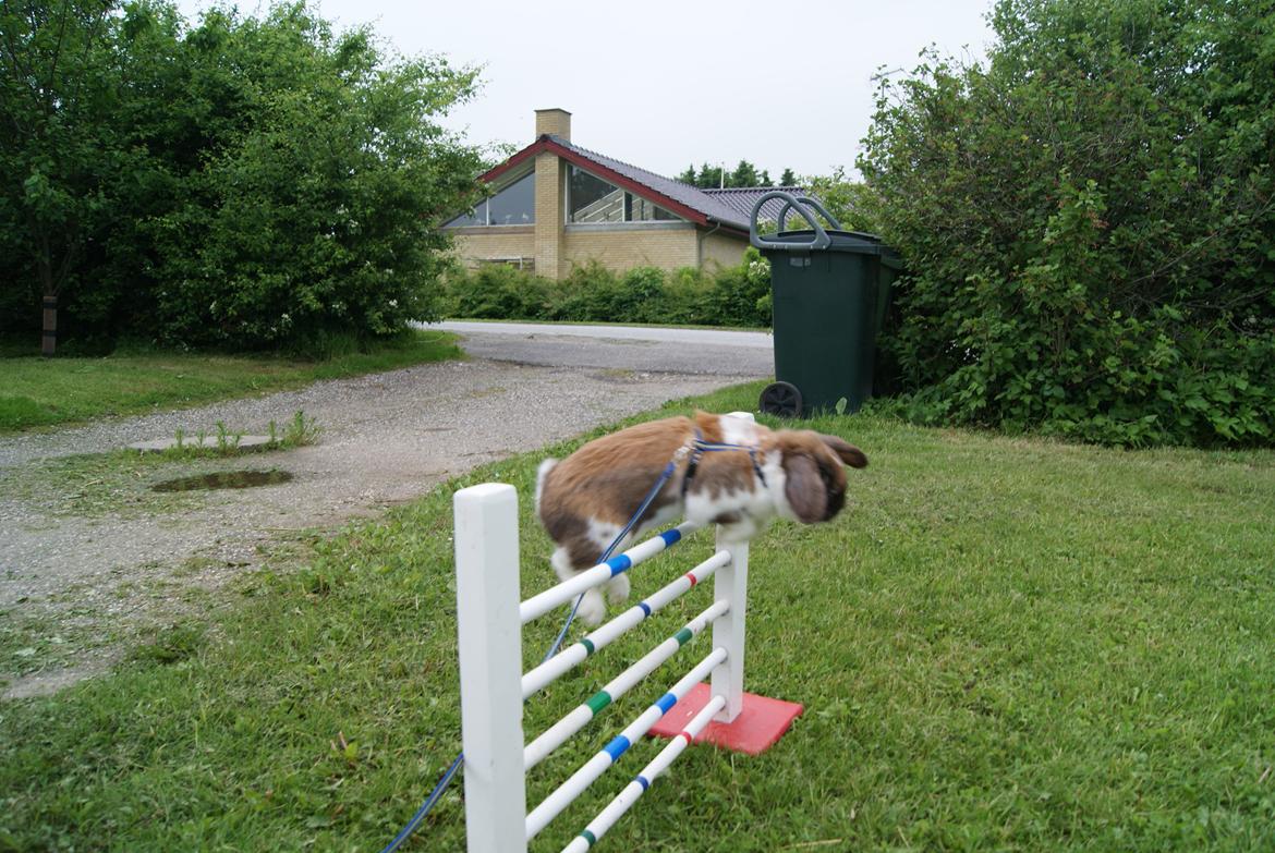 Kanin Buller billede 7