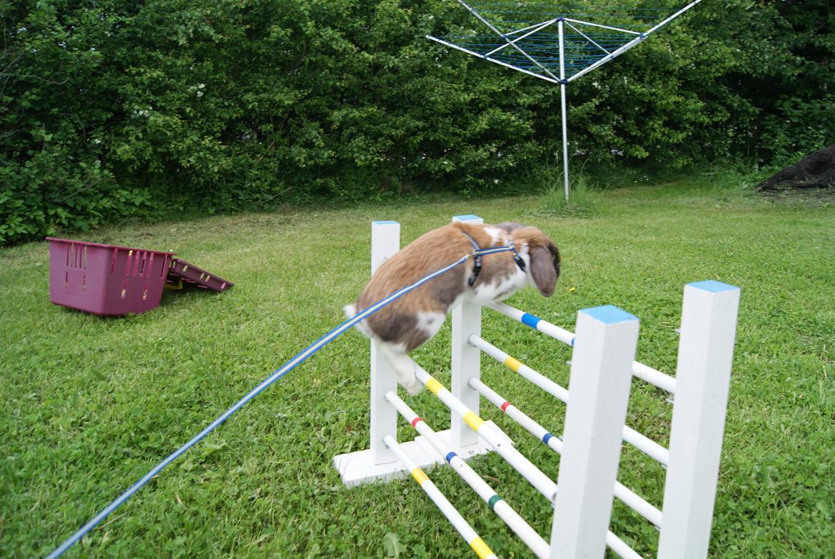 Kanin Buller billede 8