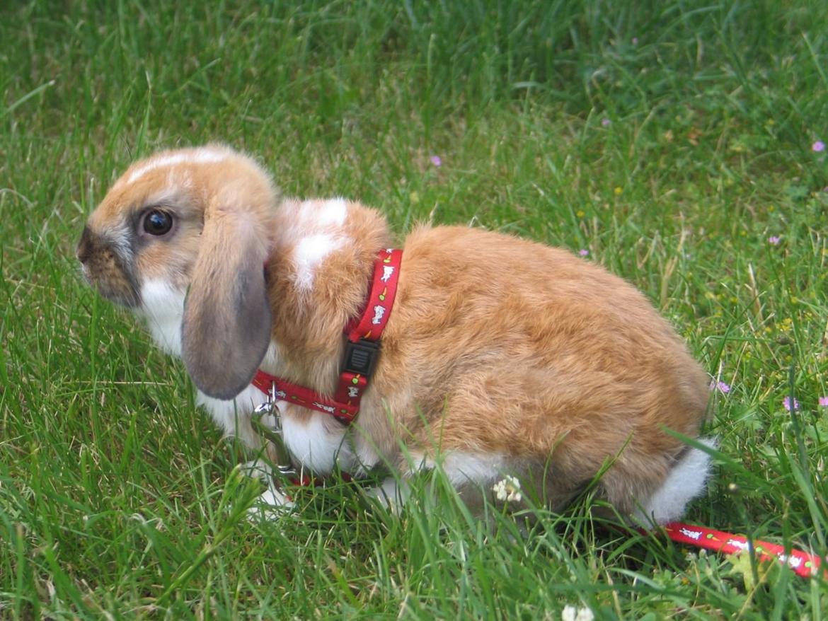 Kanin Buller - Buller 9 uger gammel billede 9