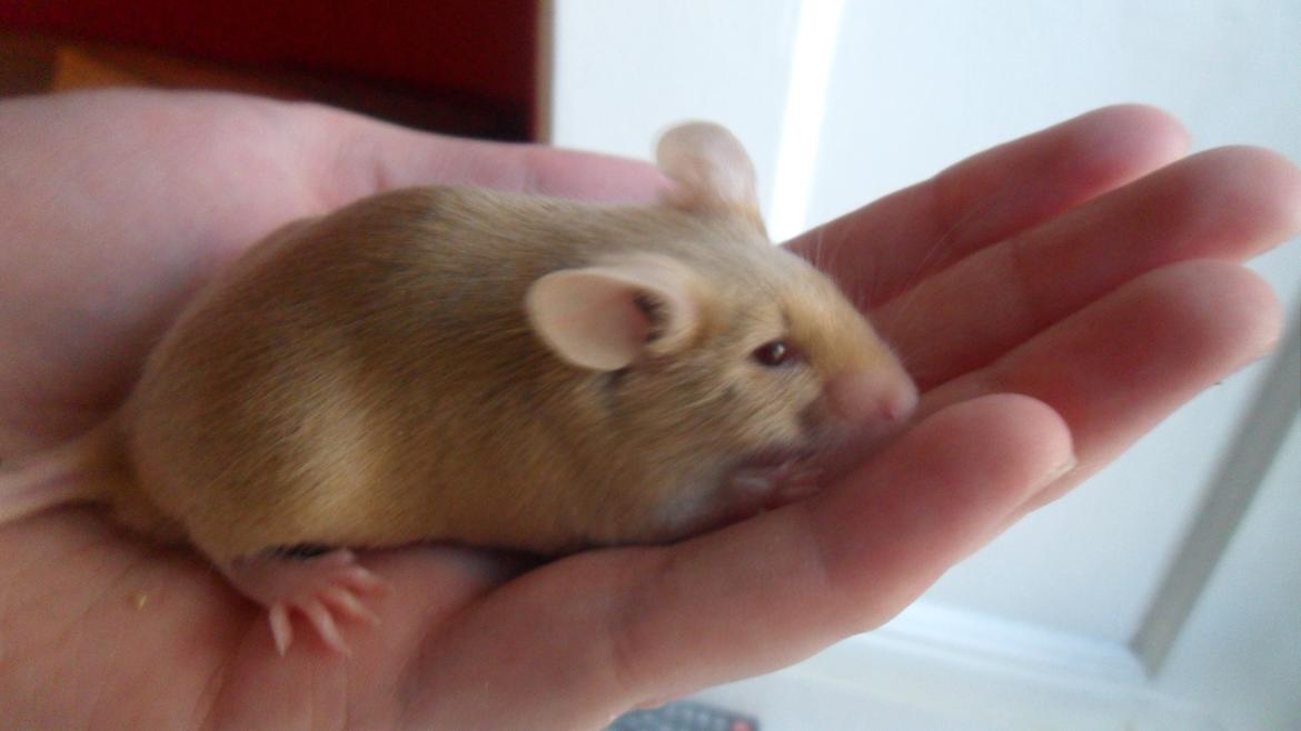 Mus Netsumi's Kishimoto billede 3