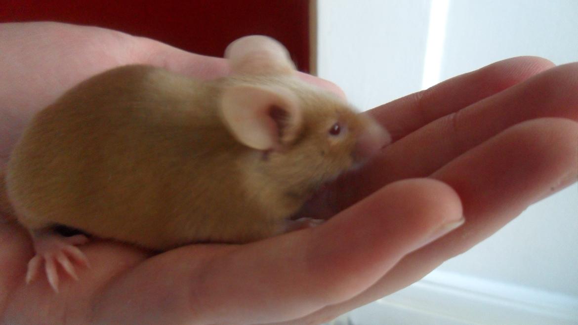 Mus Netsumi's Kishimoto billede 4