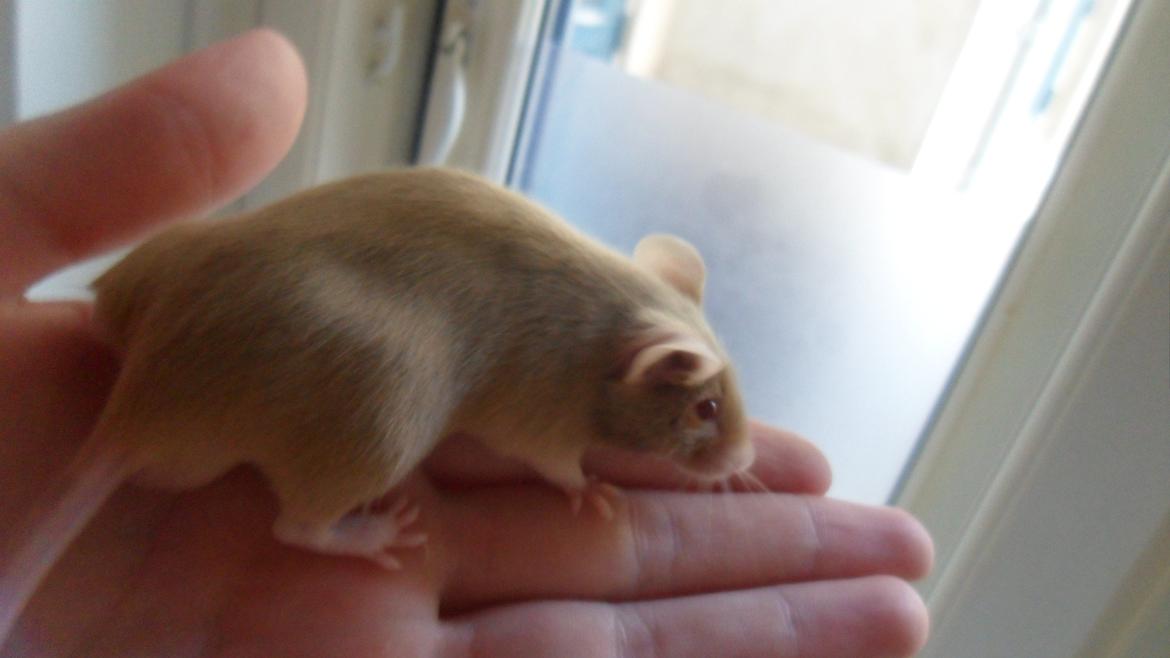 Mus Netsumi's Kishimoto billede 5