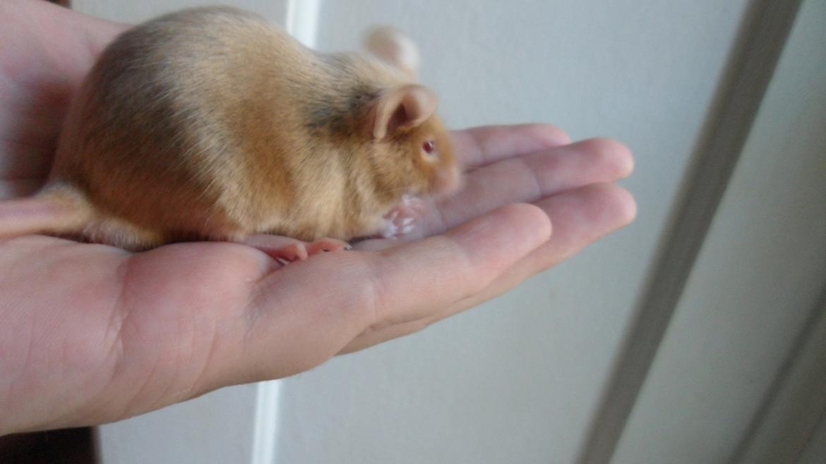 Mus Netsumi's Kishimoto billede 2