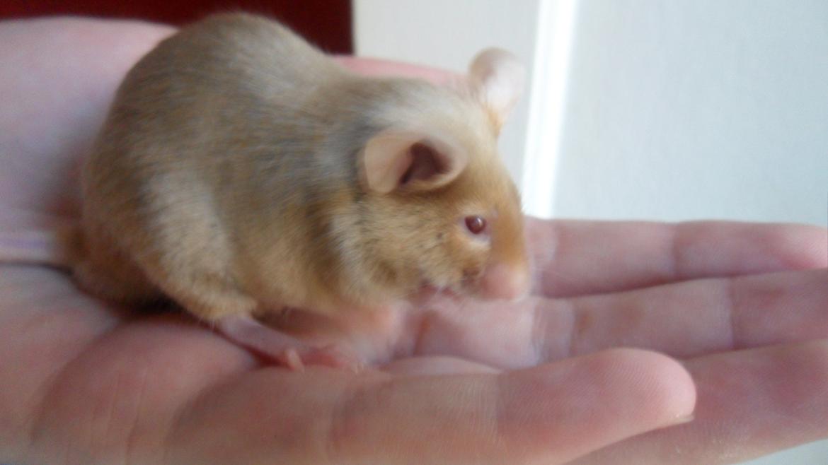 Mus Netsumi's Kishimoto billede 6