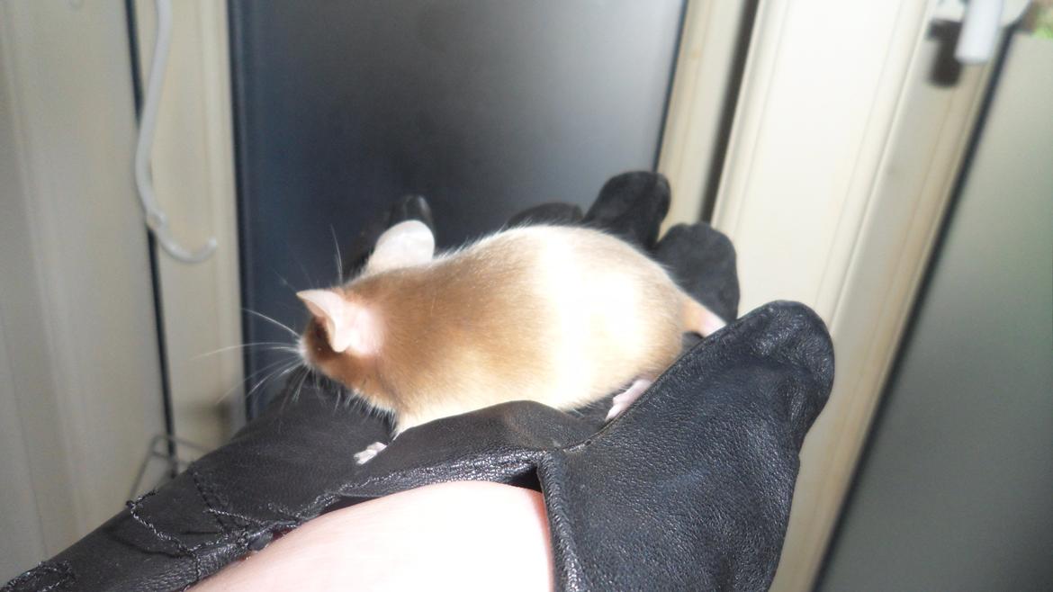 Mus Netsumi's Kishimoto billede 1