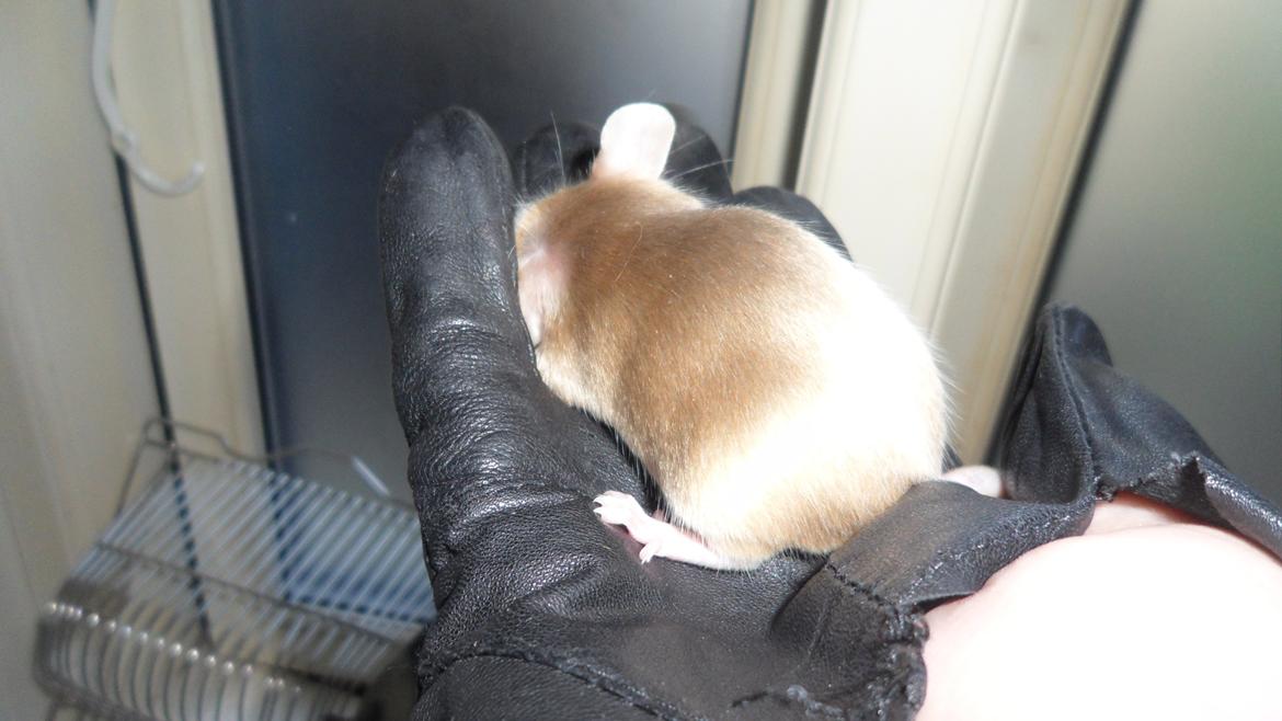 Mus Netsumi's Kishimoto billede 7