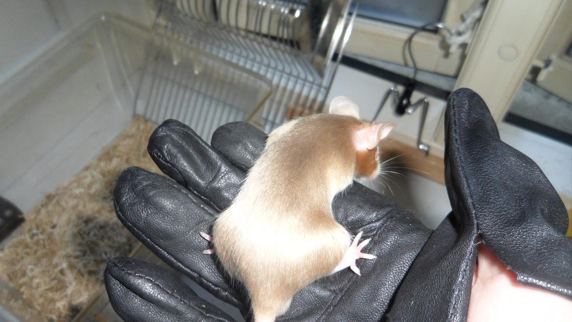 Mus Netsumi's Kishimoto billede 8