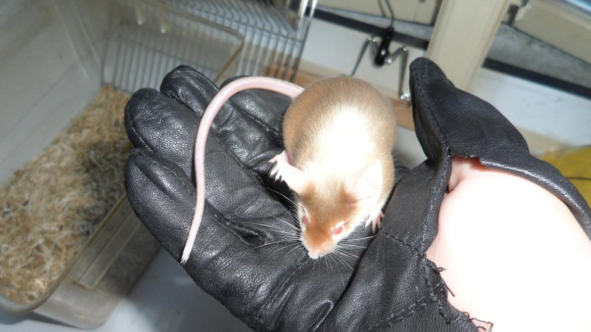 Mus Netsumi's Kishimoto billede 9