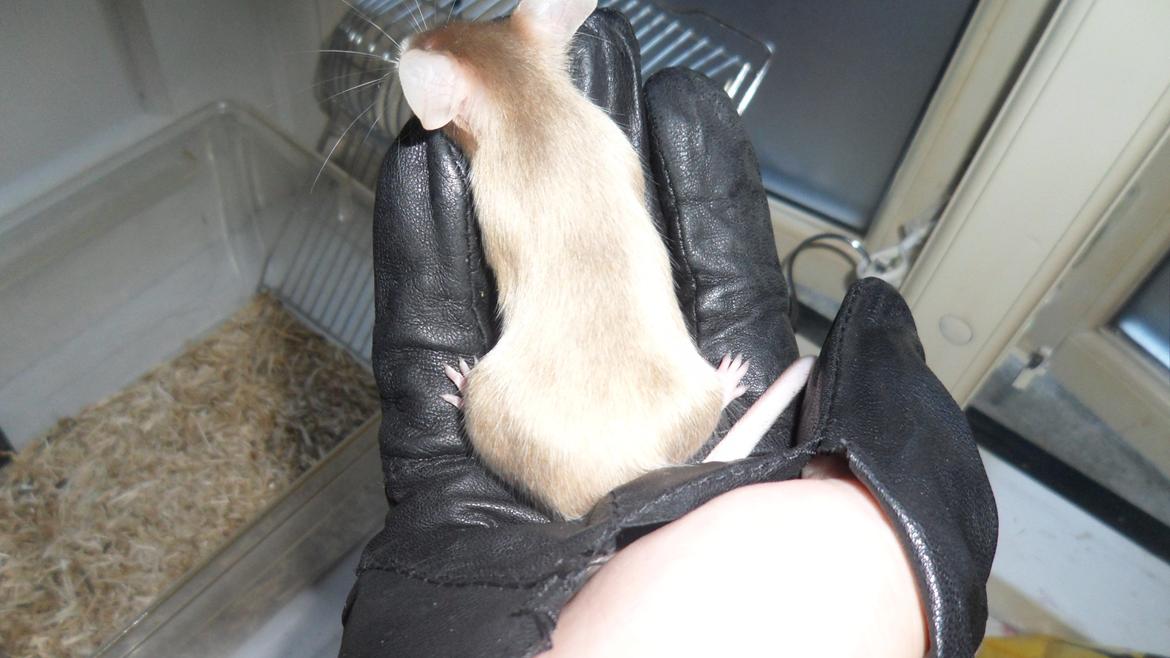 Mus Netsumi's Kishimoto billede 10