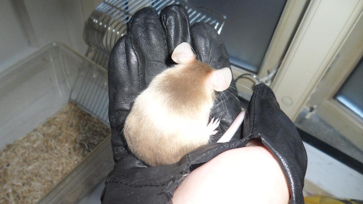 Mus Netsumi's Kishimoto billede 11