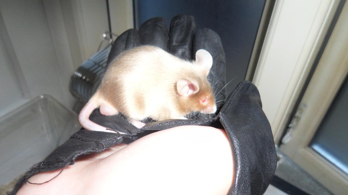 Mus Netsumi's Kishimoto billede 12