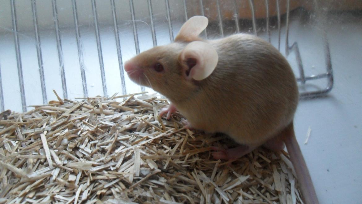 Mus Netsumi's Kishimoto billede 13