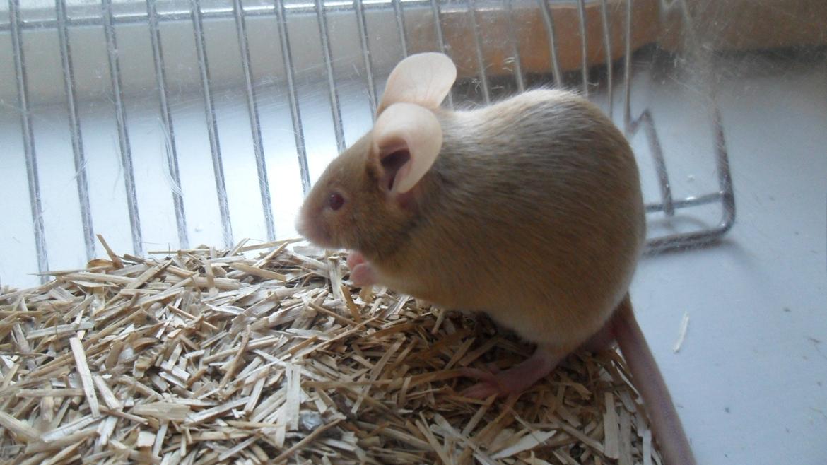 Mus Netsumi's Kishimoto billede 14