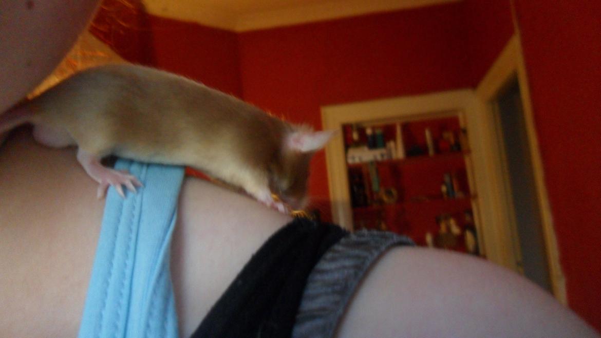 Mus Netsumi's Kishimoto billede 15