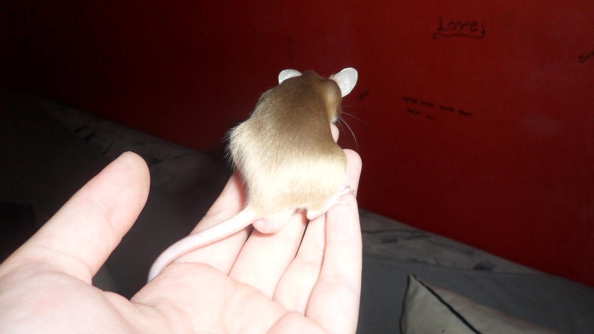 Mus Netsumi's Kishimoto billede 16