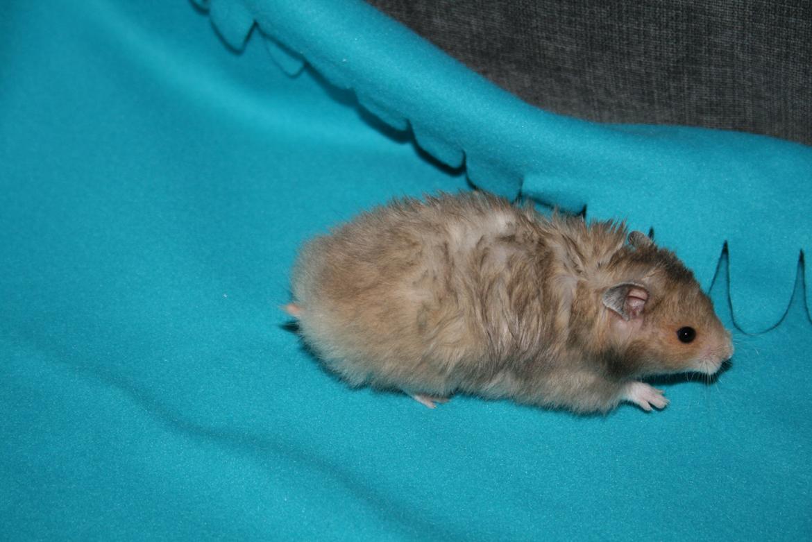 Hamster Lindes Polux - Polux ca 5 uger gammel billede 2