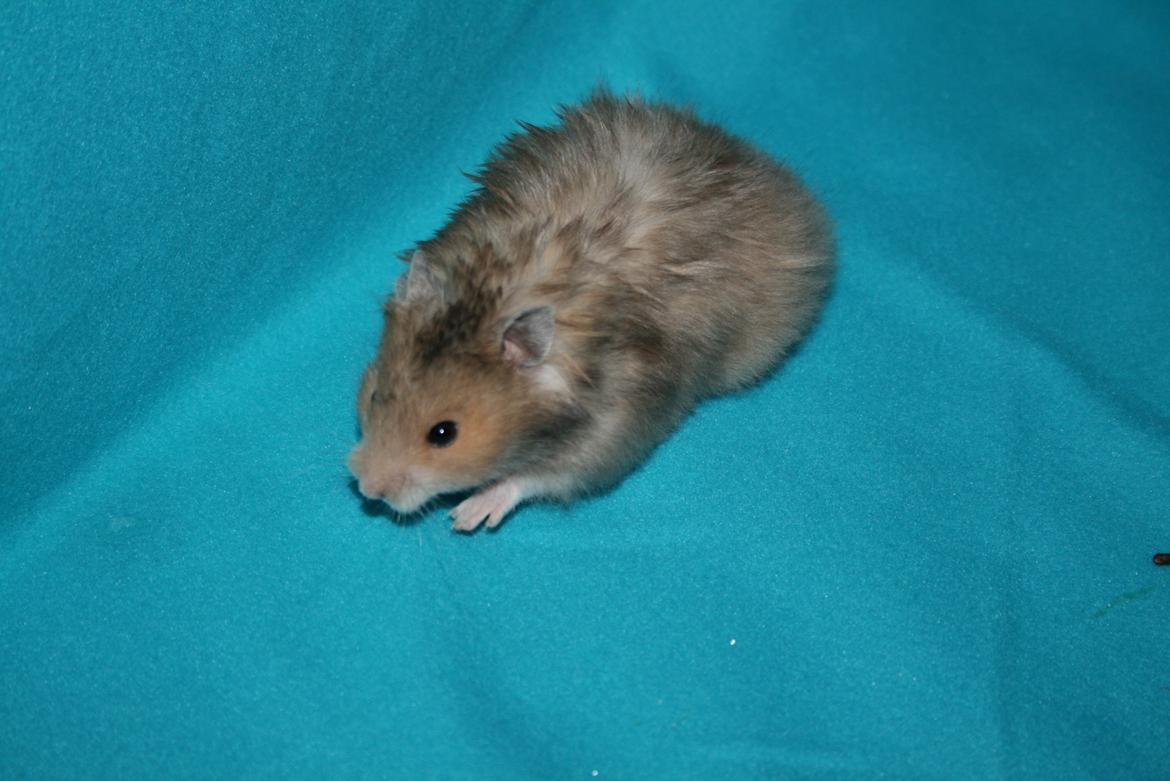 Hamster Lindes Polux - Polux ca 5 uger gammel billede 3