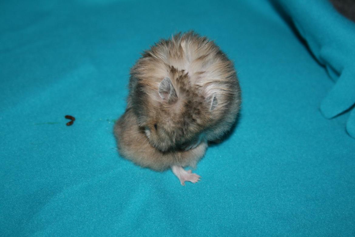 Hamster Lindes Polux - Polux ca 5 uger gammel billede 4
