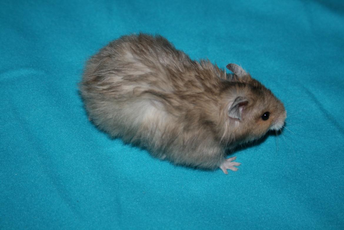 Hamster Lindes Polux - Polux ca 5 uger gammel billede 5