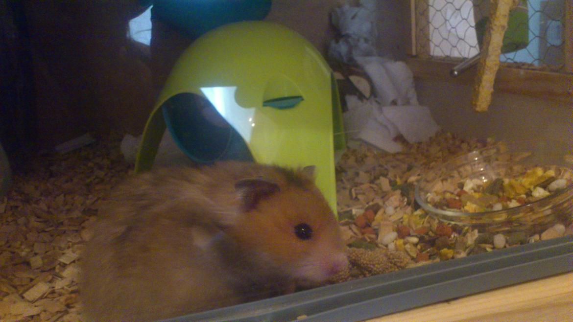 Hamster Lindes Polux - Polux tigger for at komme ud af buret billede 11