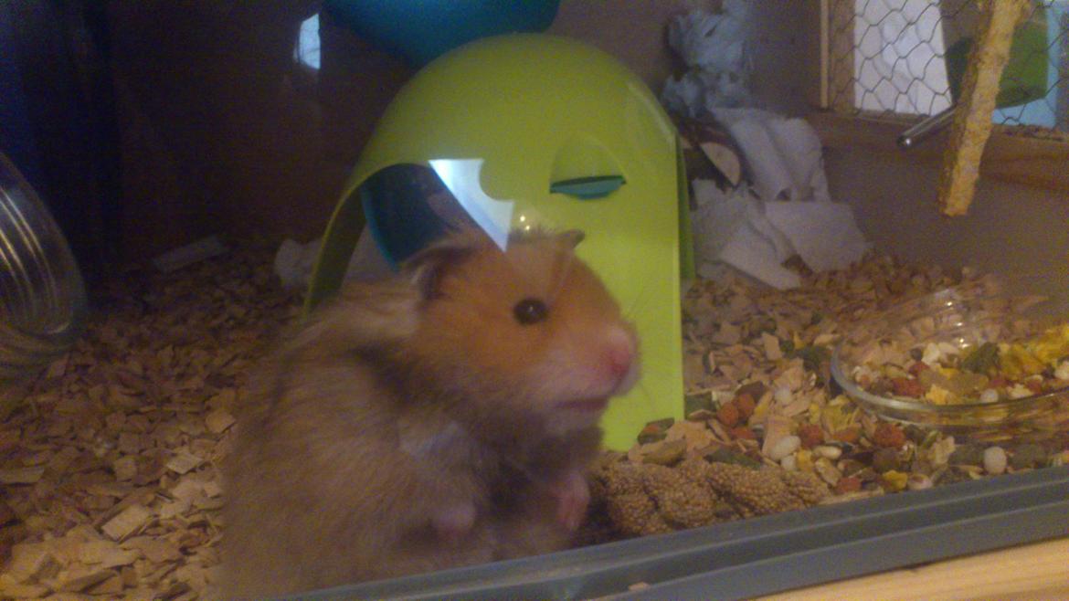 Hamster Lindes Polux billede 12