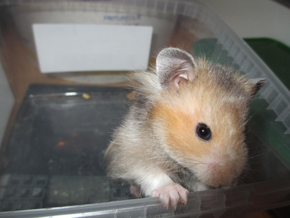 Hamster Lindes Polux billede 10