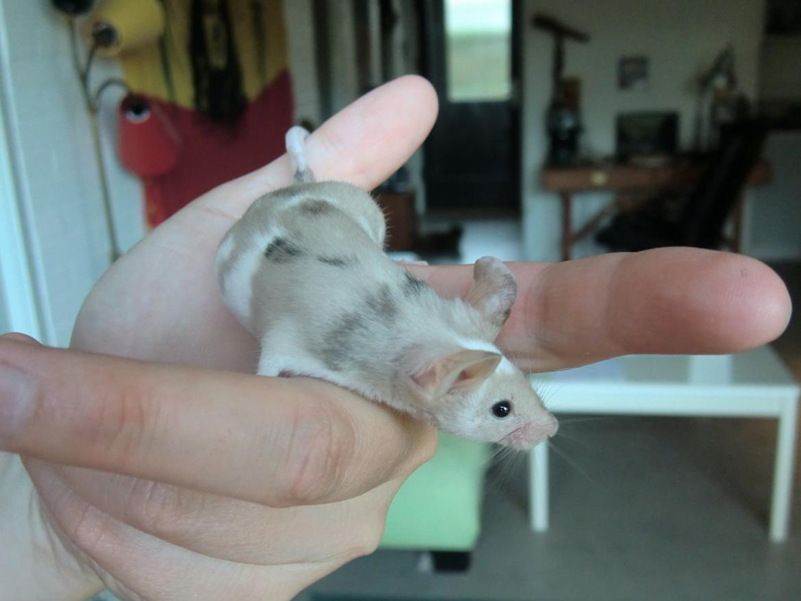 Mus Bright Sister billede 1