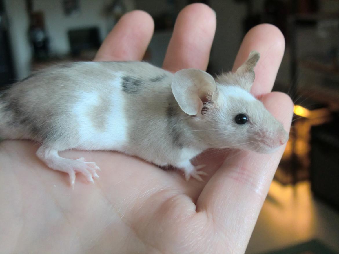 Mus Bright Sister billede 2