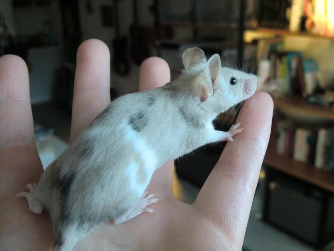 Mus Bright Sister billede 3