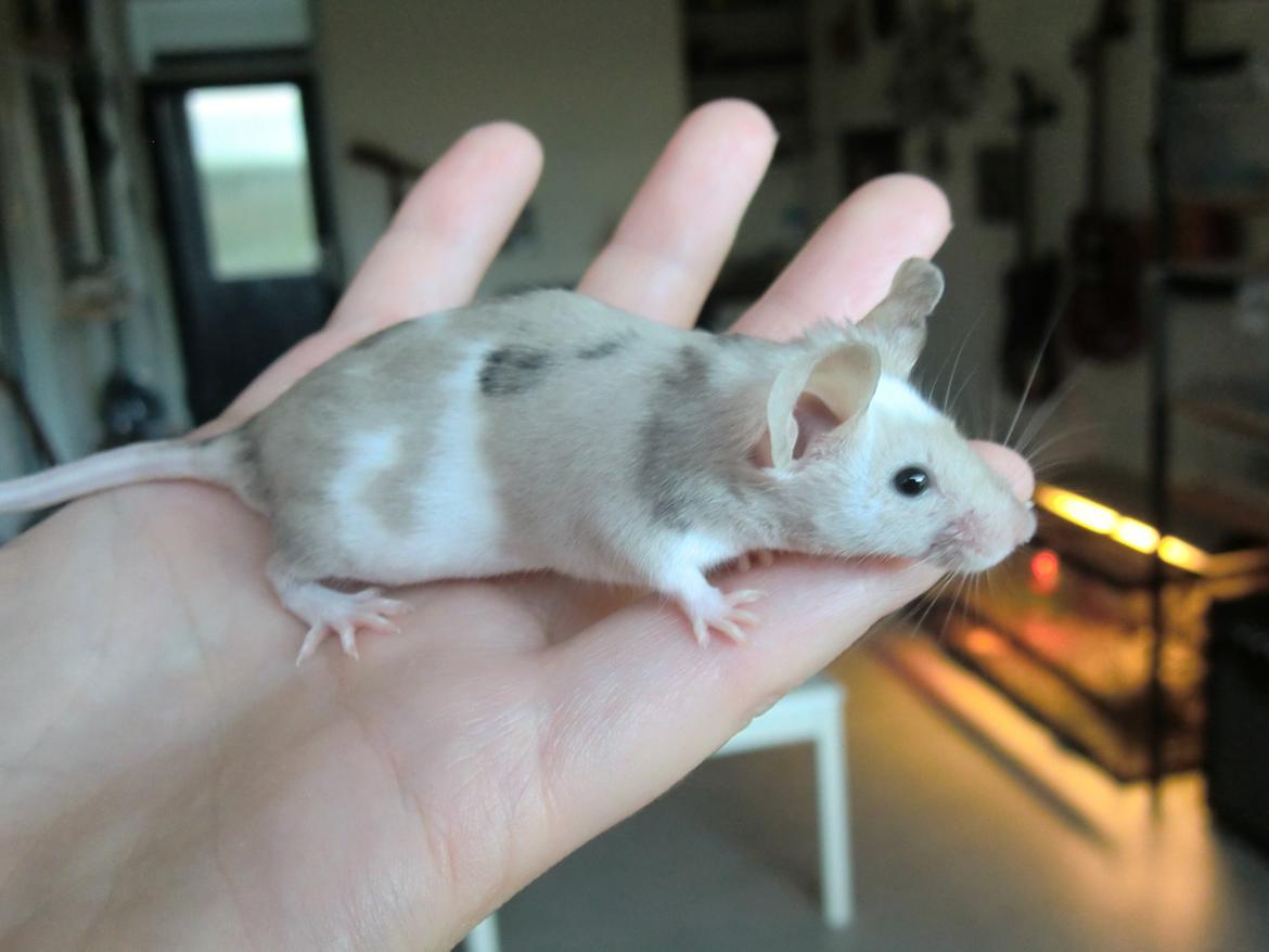 Mus Bright Sister billede 4