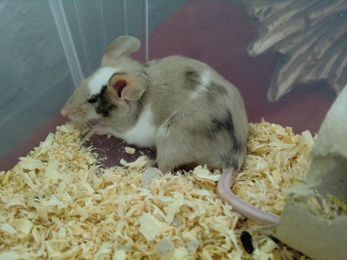 Mus Bright Sister billede 5