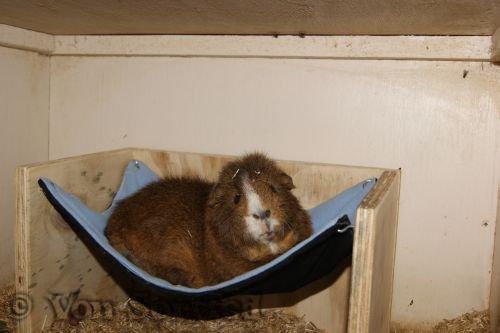 Marsvin DKkdCH LUX Alexander Helios billede 3