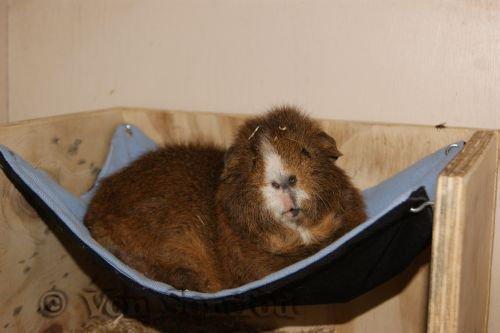 Marsvin DKkdCH LUX Alexander Helios billede 1