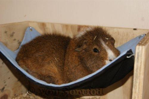 Marsvin DKkdCH LUX Alexander Helios billede 2