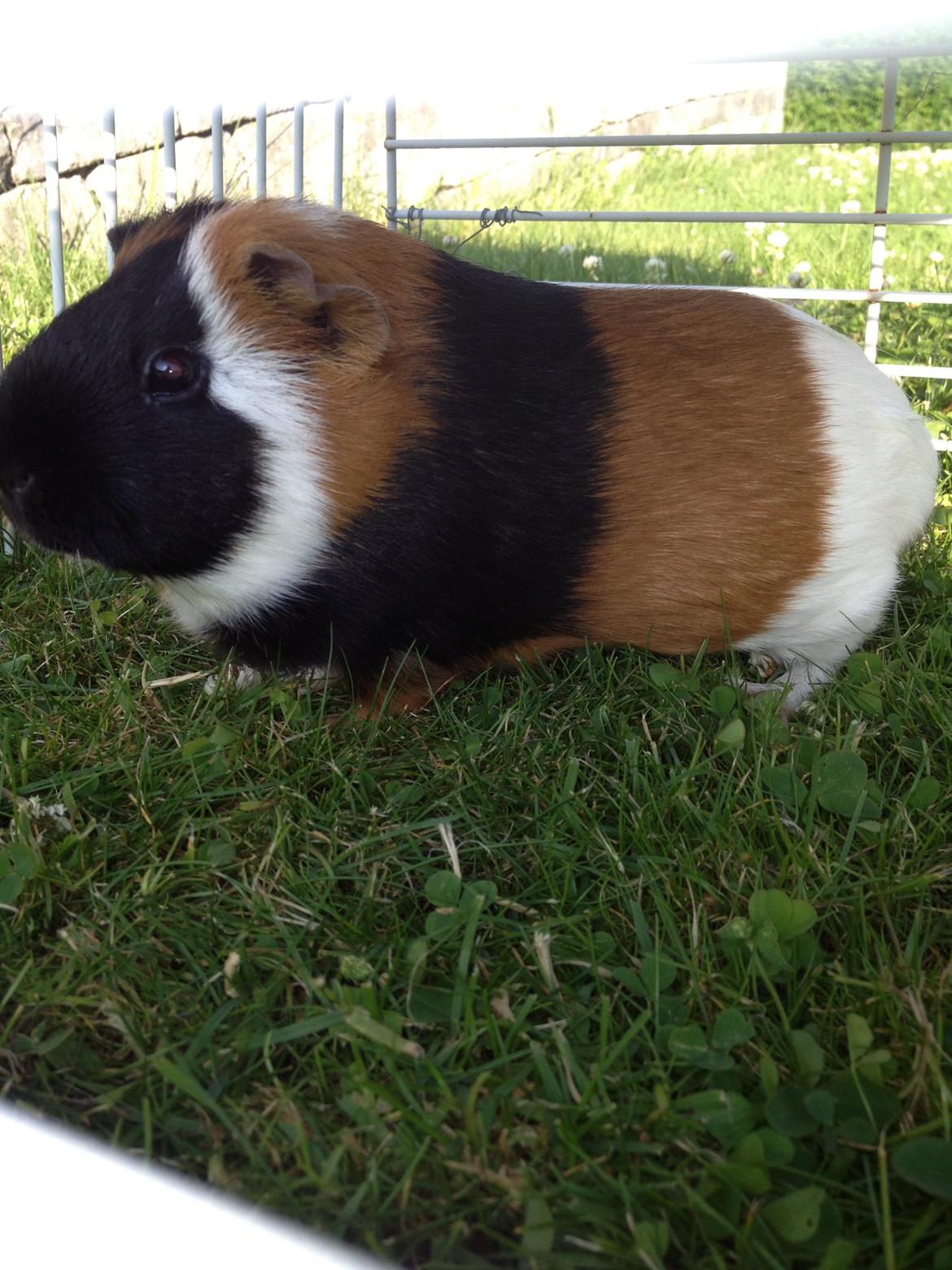 Marsvin Feline billede 1