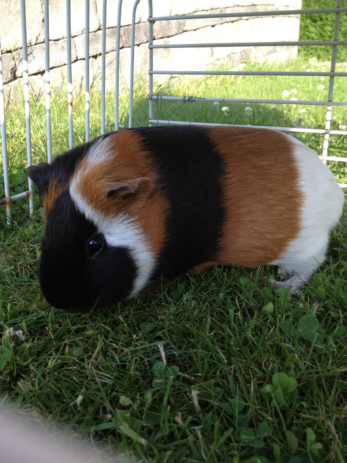 Marsvin Feline billede 3