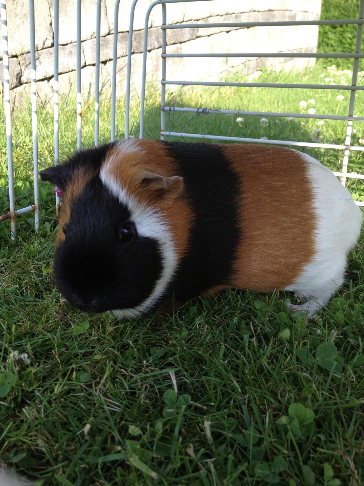 Marsvin Feline billede 2