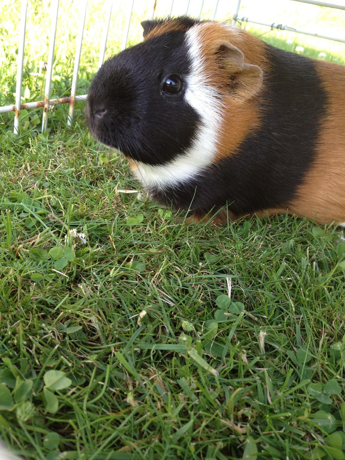 Marsvin Feline billede 4