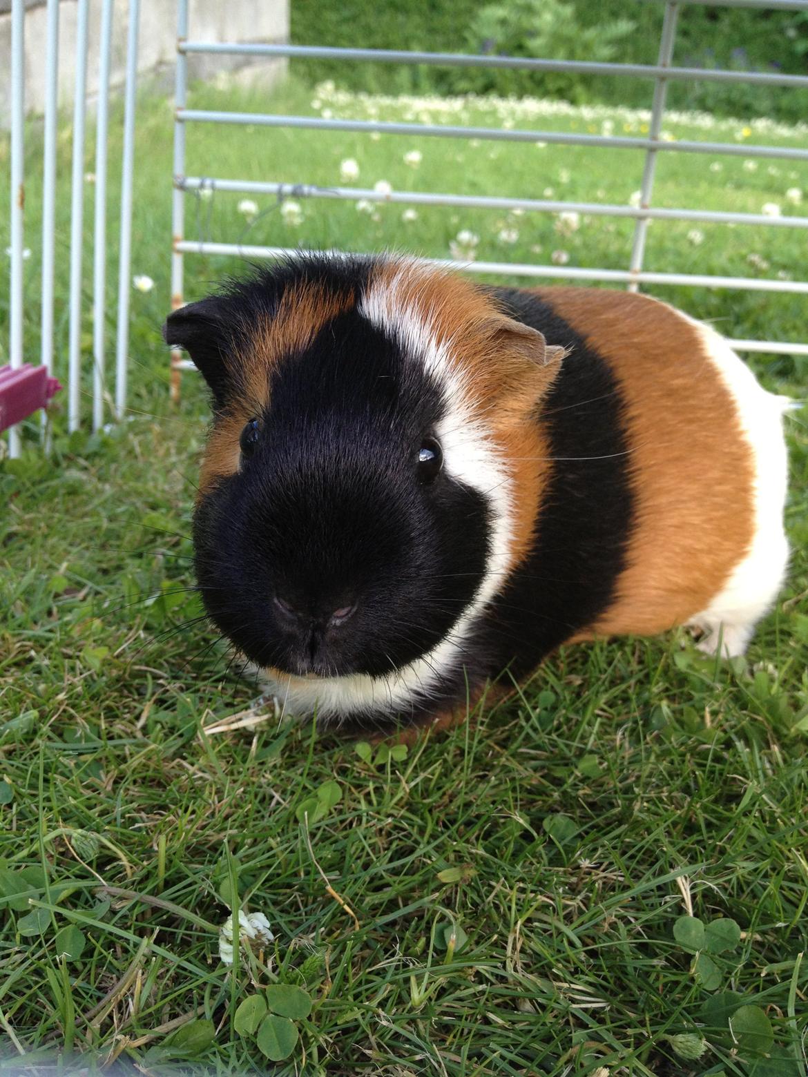 Marsvin Feline billede 5