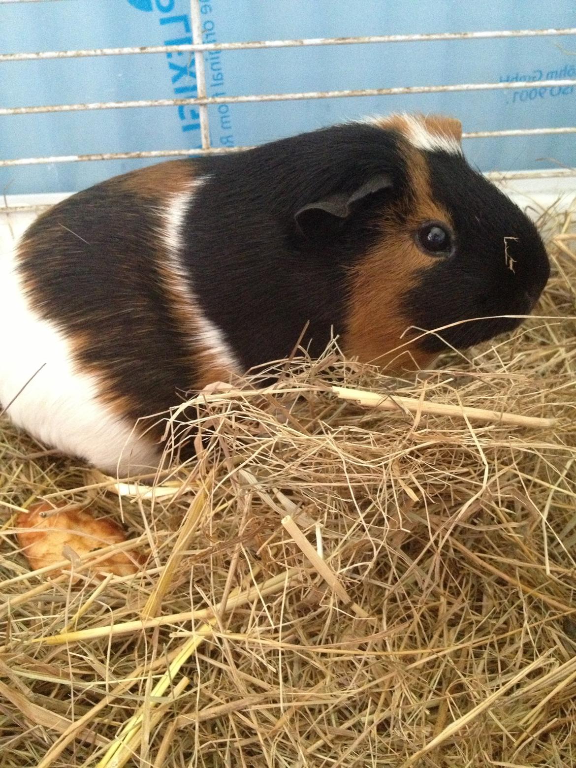 Marsvin Feline billede 6