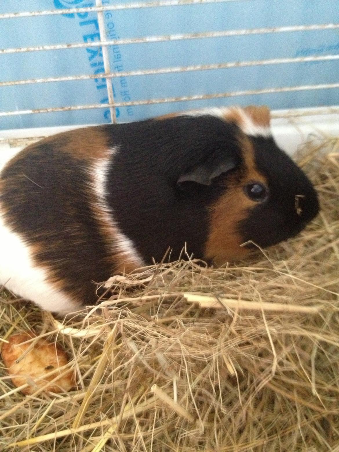 Marsvin Feline billede 7