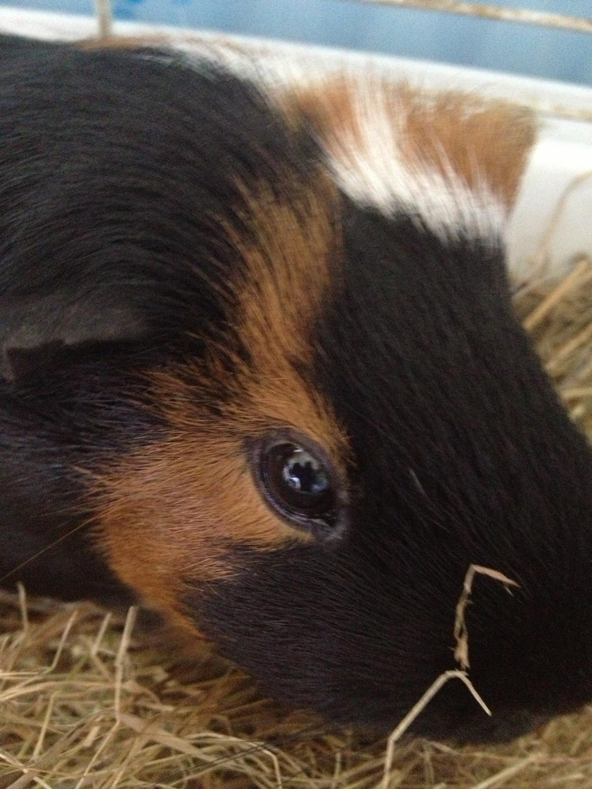 Marsvin Feline billede 8