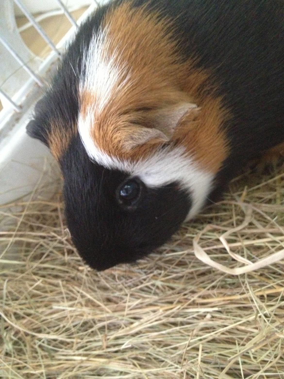 Marsvin Feline billede 9