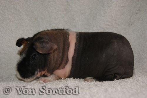 Marsvin Sucker for A Superstar von Sortfod billede 2