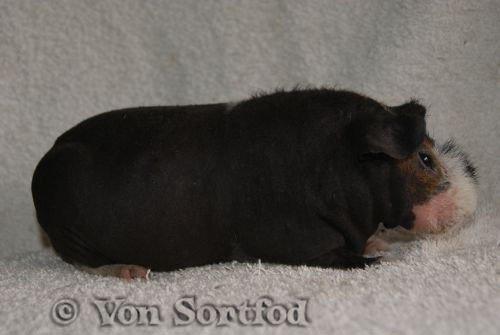 Marsvin Sucker for A Superstar von Sortfod billede 3