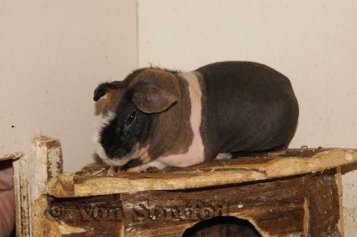 Marsvin Sucker for A Superstar von Sortfod billede 4